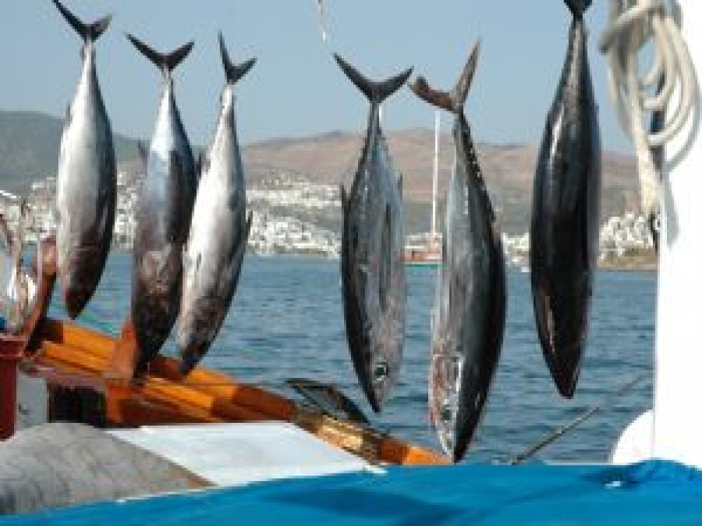 Marmaris Fishing Tour With Rods & Baits Included 5